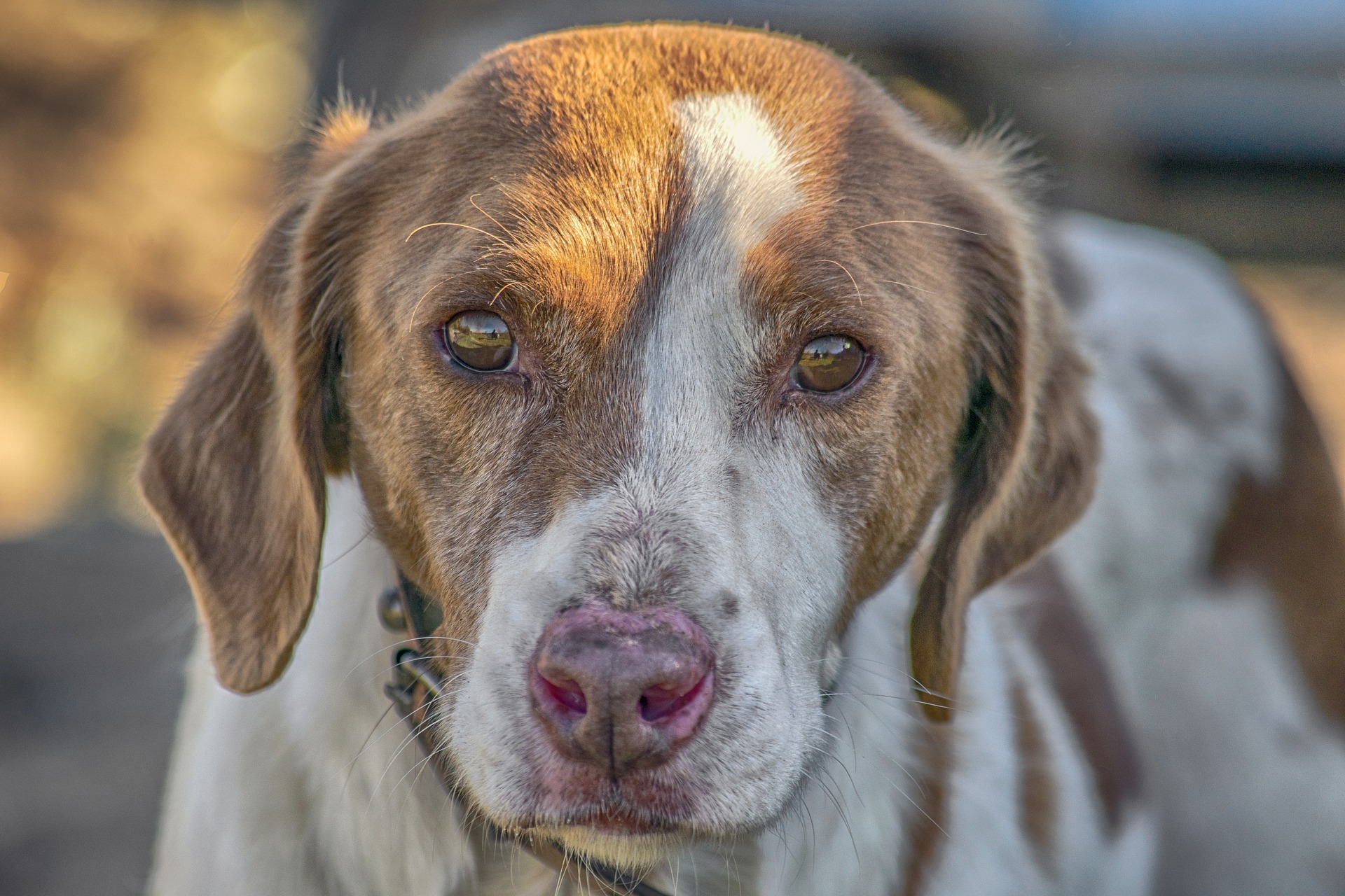 Dog 3873212 1920