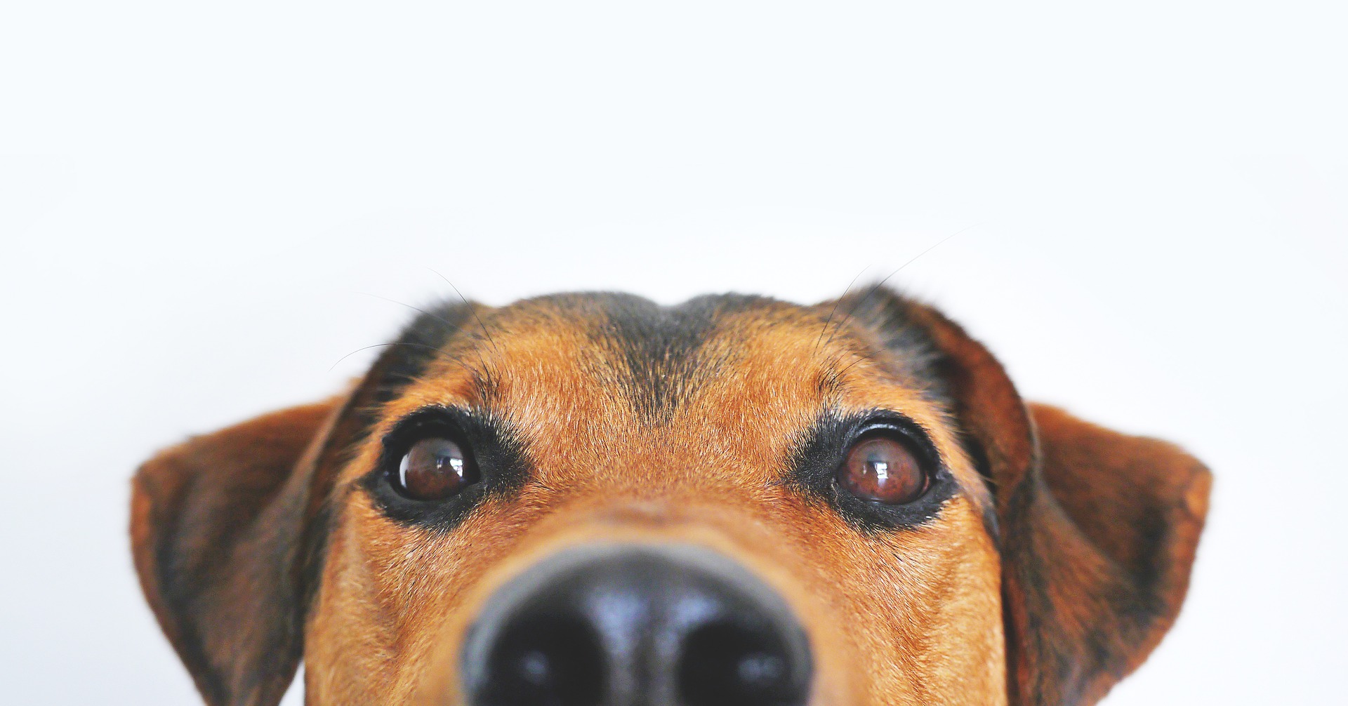 Dog 838281 1920